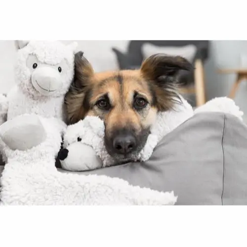 Be Eco Bjørn Elroy - bamse i genbrugsplys til hunde
